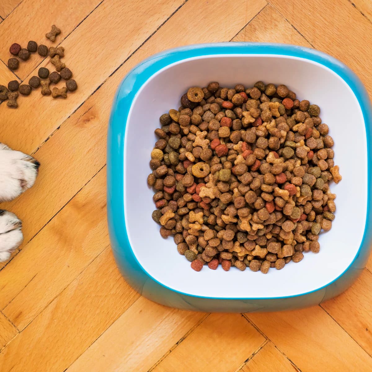 Adult Dog Kibble