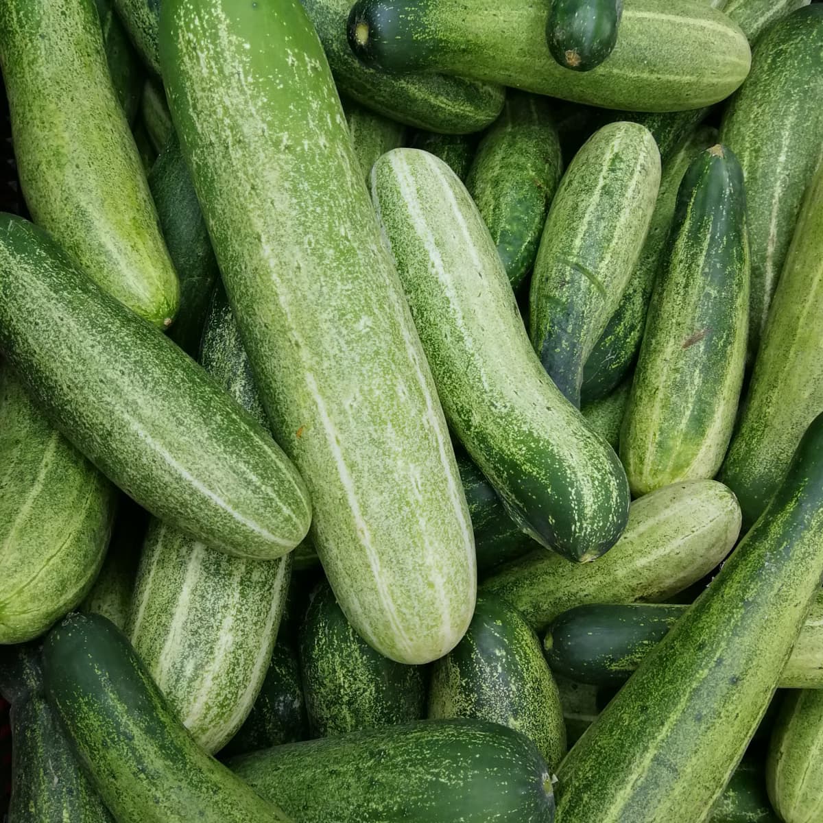 English Cucumbers